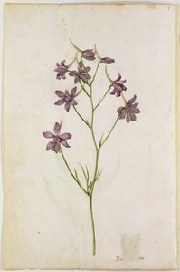 Delphinium ajacis, c.1568